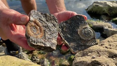 how to identify ammonites.